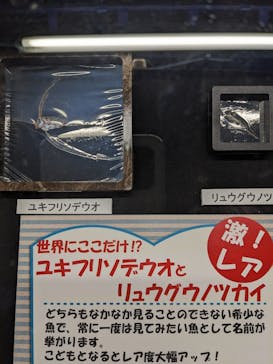 下田海中水族館に投稿された画像（2023/4/3）