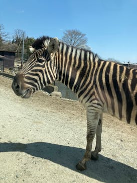 那須サファリパークに投稿された画像（2023/4/3）