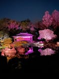 『NAKED FLOWERS 2023 桜 世界遺産・二条城』に投稿された画像（2023/4/3）