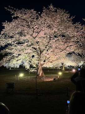 『NAKED FLOWERS 2023 桜 世界遺産・二条城』に投稿された画像（2023/4/3）