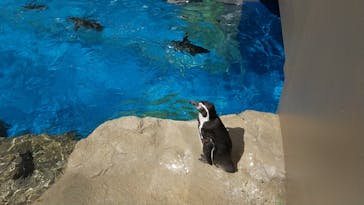 アクアワールド茨城県大洗水族館に投稿された画像（2023/4/3）