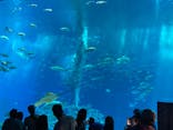 沖縄美ら海水族館に投稿された画像（2023/4/3）