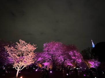 NAKED 桜の新宿御苑 2023に投稿された画像（2023/4/3）