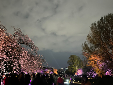 NAKED 桜の新宿御苑 2023に投稿された画像（2023/4/3）