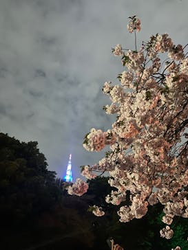 NAKED 桜の新宿御苑 2023に投稿された画像（2023/4/3）