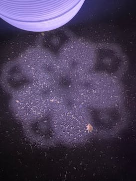 NAKED 桜の新宿御苑 2023に投稿された画像（2023/4/3）