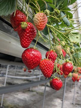 海辺のいちご畑ジョリーファームに投稿された画像（2023/4/3）