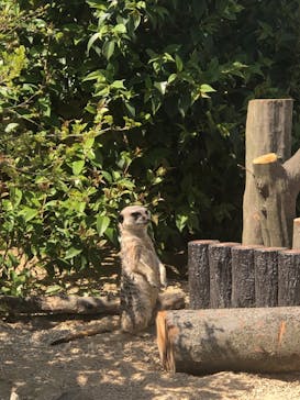 東武動物公園に投稿された画像（2023/4/3）