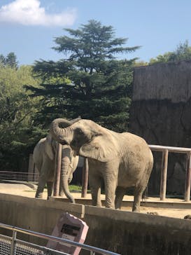 東武動物公園に投稿された画像（2023/4/3）
