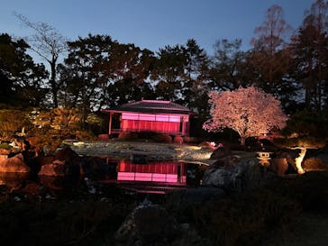 『NAKED FLOWERS 2023 桜 世界遺産・二条城』に投稿された画像（2023/4/3）