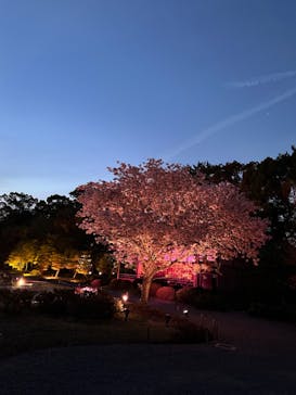 『NAKED FLOWERS 2023 桜 世界遺産・二条城』に投稿された画像（2023/4/3）