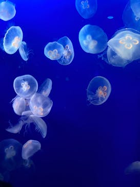 新江ノ島水族館に投稿された画像（2023/4/3）