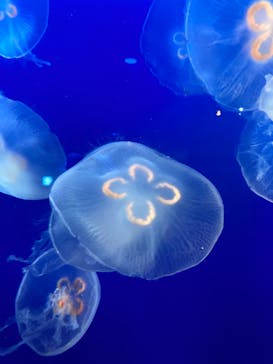 新江ノ島水族館に投稿された画像（2023/4/3）