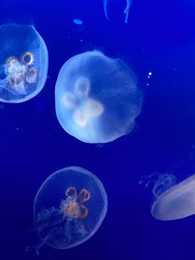 新江ノ島水族館に投稿された画像（2023/4/3）