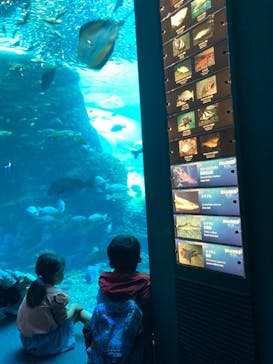 新江ノ島水族館に投稿された画像（2023/4/3）