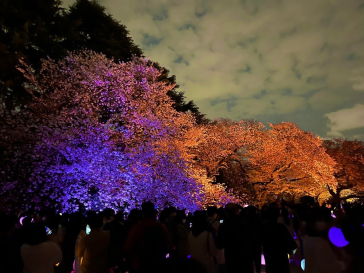 NAKED 桜の新宿御苑 2023に投稿された画像（2023/4/3）