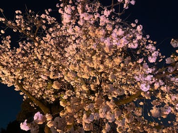 NAKED 桜の新宿御苑 2023に投稿された画像（2023/4/3）