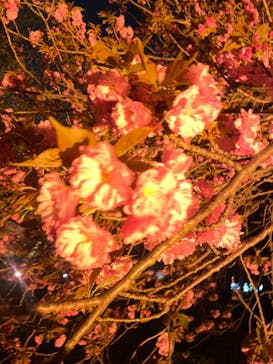 NAKED 桜の新宿御苑 2023に投稿された画像（2023/4/3）