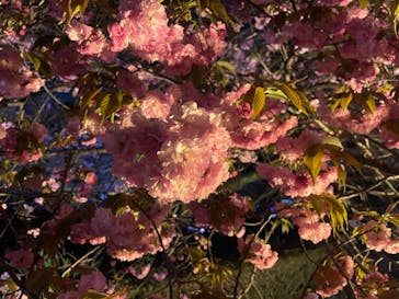 NAKED 桜の新宿御苑 2023に投稿された画像（2023/4/3）