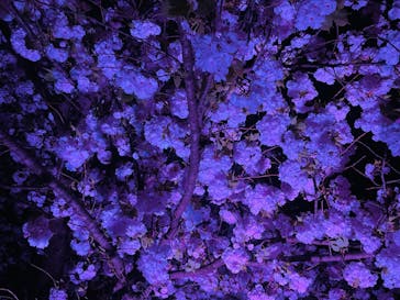 NAKED 桜の新宿御苑 2023に投稿された画像（2023/4/3）