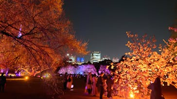 NAKED 桜の新宿御苑 2023に投稿された画像（2023/4/3）