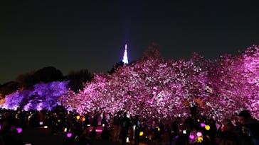 NAKED 桜の新宿御苑 2023に投稿された画像（2023/4/3）