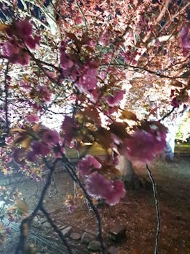 『NAKED FLOWERS 2023 桜 世界遺産・二条城』に投稿された画像（2023/4/3）