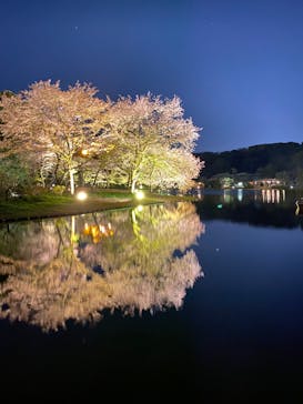 三溪園に投稿された画像（2023/4/3）