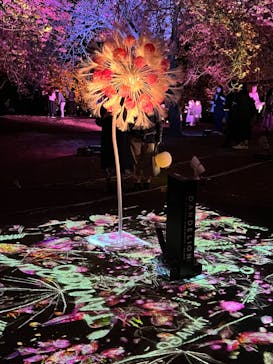 NAKED 桜の新宿御苑 2023に投稿された画像（2023/4/3）