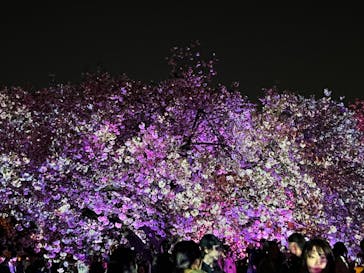 NAKED 桜の新宿御苑 2023に投稿された画像（2023/4/3）