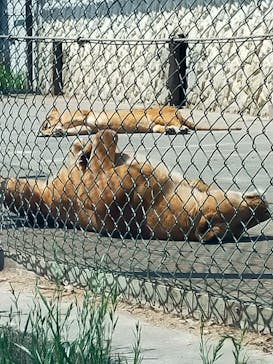 群馬サファリパークに投稿された画像（2023/4/3）