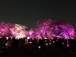 NAKED 桜の新宿御苑 2023に投稿された画像（2023/4/3）