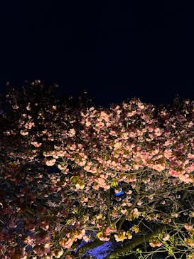 NAKED 桜の新宿御苑 2023に投稿された画像（2023/4/3）