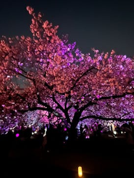 NAKED 桜の新宿御苑 2023に投稿された画像（2023/4/3）