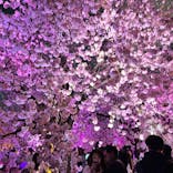 NAKED 桜の新宿御苑 2023に投稿された画像（2023/4/3）