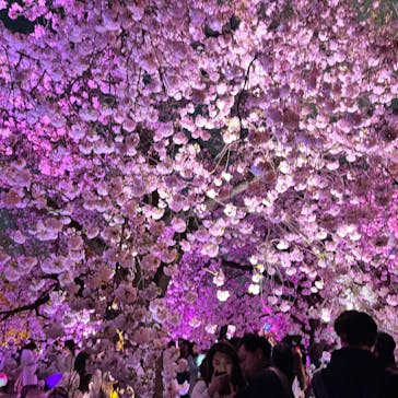 NAKED 桜の新宿御苑 2023に投稿された画像（2023/4/3）