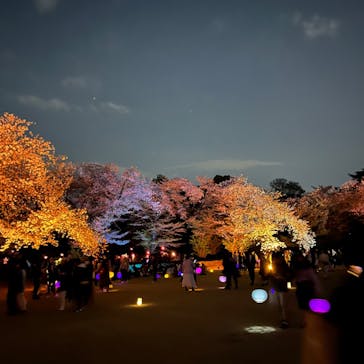 NAKED 桜の新宿御苑 2023に投稿された画像（2023/4/3）