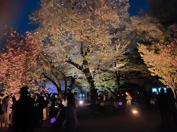 NAKED 桜の新宿御苑 2023に投稿された画像（2023/4/3）