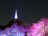 NAKED 桜の新宿御苑 2023に投稿された画像（2023/4/3）