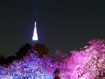 NAKED 桜の新宿御苑 2023に投稿された画像（2023/4/3）