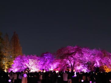 NAKED 桜の新宿御苑 2023に投稿された画像（2023/4/3）