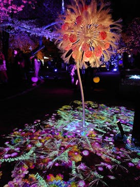 NAKED 桜の新宿御苑 2023に投稿された画像（2023/4/3）