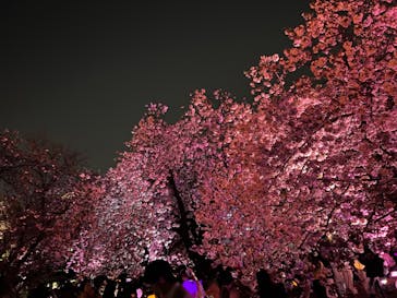 NAKED 桜の新宿御苑 2023に投稿された画像（2023/4/3）