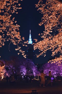 NAKED 桜の新宿御苑 2023に投稿された画像（2023/4/3）