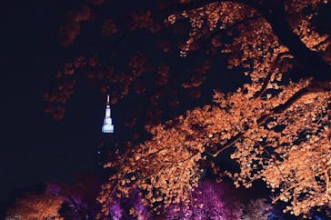 NAKED 桜の新宿御苑 2023に投稿された画像（2023/4/3）