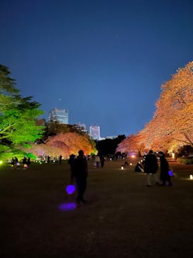 NAKED 桜の新宿御苑 2023に投稿された画像（2023/4/3）