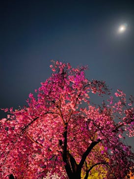 NAKED 桜の新宿御苑 2023に投稿された画像（2023/4/3）