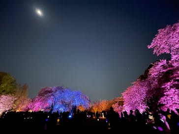 NAKED 桜の新宿御苑 2023に投稿された画像（2023/4/3）