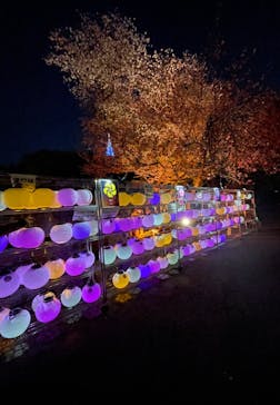 NAKED 桜の新宿御苑 2023に投稿された画像（2023/4/3）