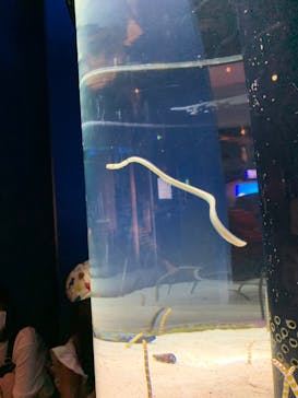 沖縄美ら海水族館に投稿された画像（2023/4/3）